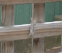 A leaf, or is it?